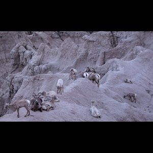 Meet your Posher, Rollins